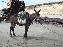 250px-Juancito Mule