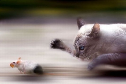 The Reader is the Cat. The Story is the Mouse.