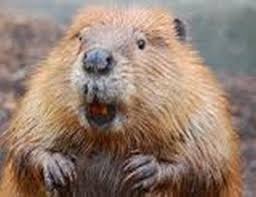 images-4 beaver
