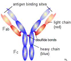 antibody